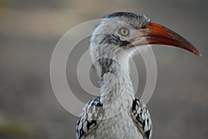 Horn bill bird indigenous to Kruger National. photo