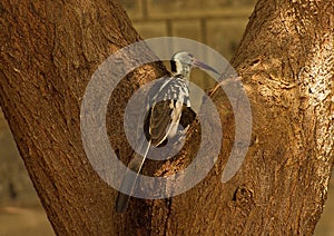 Horn-bill bird on a tree trunk