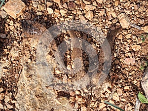 Horn and bone of wild mountain goat