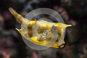 Horn Box fish that swim along coral reefs