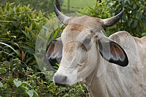 Horn Cow