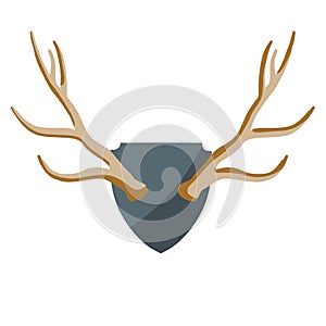 Horn of deer. Hunting trophy. Wall decoration element. Part of the stag animal head