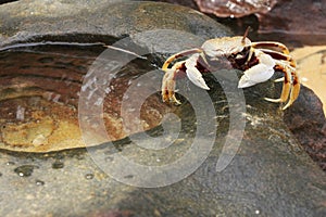 Horn-eyed ghost crab (Ocypode ceratophthalmus)