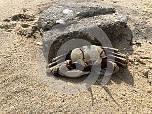 Horn-eyed ghost crab on the sand beach
