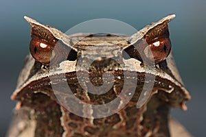 Horn frog Face Close up