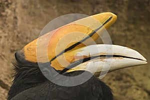 Horn of a great Hornbill