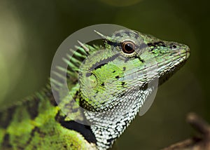 The horn lizard