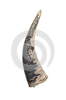 Horn, old and cracked. isolated on white background