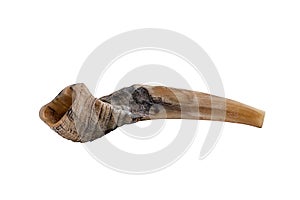 Horn of organic origin in beige tones, isolated