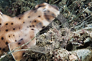 Horn Shark