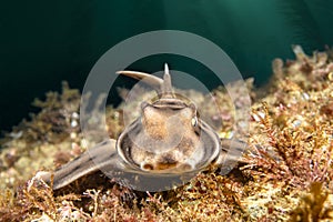 Horn Shark on California Reef