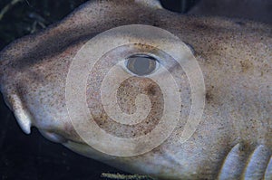 Horn Shark