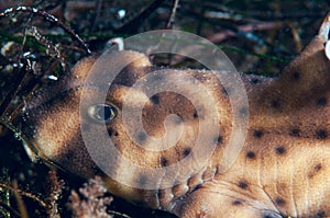 Horn Shark