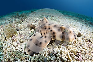 Horn shark photo