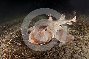 Horn Shark