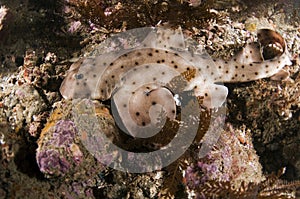 Horn Shark