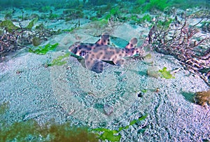 Horn Shark
