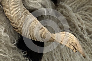 Horn of Valais Blackface ram, Zermatt