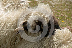 Horn of Valais Blackface ram, Zermatt