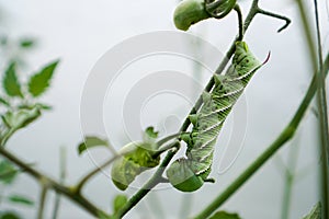 Horn Worm on Vine of Tomato Plant