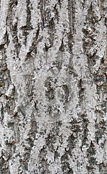 Hornbeam bark texture photo