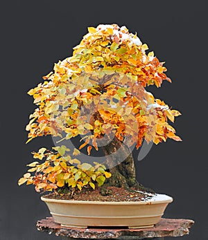 Hornbeam bonsai with snow cap photo