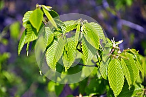 Hornbeam (Carpinus) tree branch with young leaves