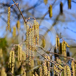 Hornbeam catkins in nature. Willow twig in early spring