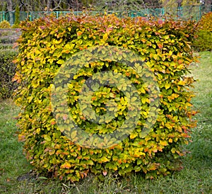 Hornbeam decorative tonsured a round shape with a slot in the center