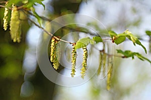 Hornbeam flowers