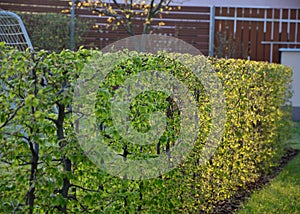 Hornbeam hedge detail against the sun fresh spring leaves white soccer goal in the garden Carpinus betulus