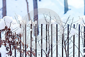 Hornbeam hedge with frozen brown leaves in snow caps on hedge background in winter time