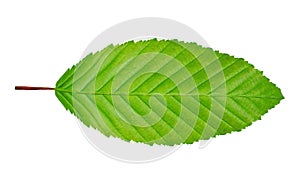 Hornbeam leaf photo