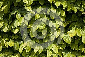 Hornbeam leaves