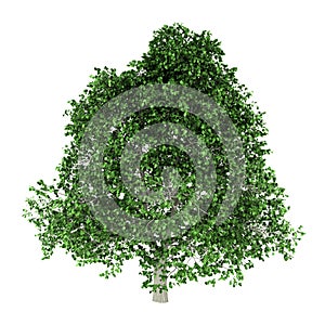 Hornbeam tree isolated on white