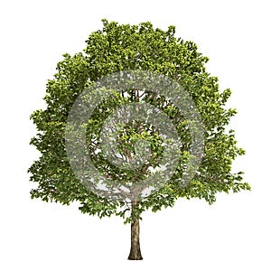 Hornbeam Tree Isolated