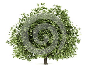 Hornbeam tree isolated on white