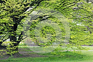 Hornbeam tree at spring