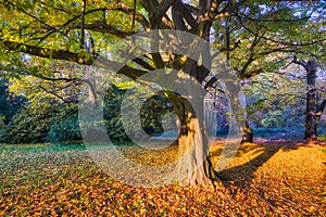 Fall coloured hornbeam tree during sunset near the Castle in Rusovce