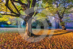 Fall coloured hornbeam tree during sunset near the Castle in Rusovce