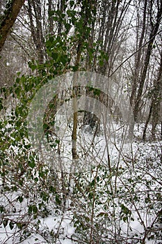 Hornbeam-wood in winter, trees covered with epiphytes, lianas, and sleet