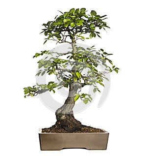 Hornbeams bonsai tree, Carpinus, isolated