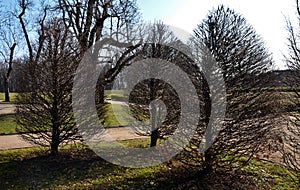 Hornbeams are an integral part of a baroque garden with bosquets that are planted with young trees. they are cut into hedges and w