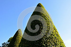 Hornbeams, yews and boxwoods shaped into giant cone shapes with rounded cone-shaped tips. Tall hedges of bosquets evergreen rich c