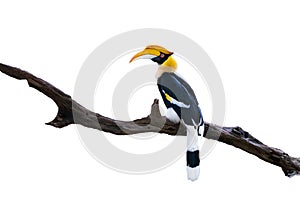 Hornbill