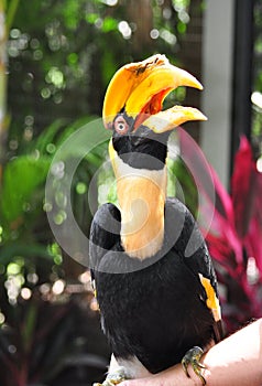 Hornbill