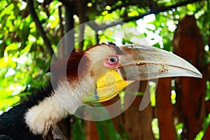 A Hornbill