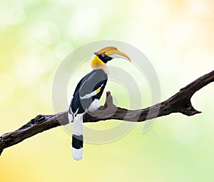 Hornbill