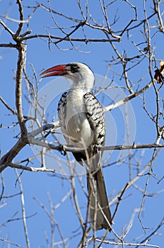 A Hornbill