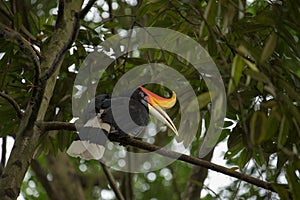 Hornbill